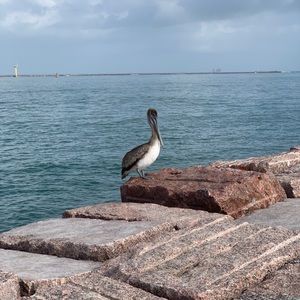 Meet your Posher, Dea